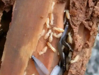 二道江白蚁防治公司分享生物防治白蚁技术，绿色环保防虫新方式